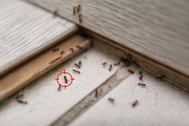 Best Wasp Removal Services  in Byesville, OH