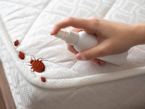 Best Spider Control Near Me  in Byesville, OH